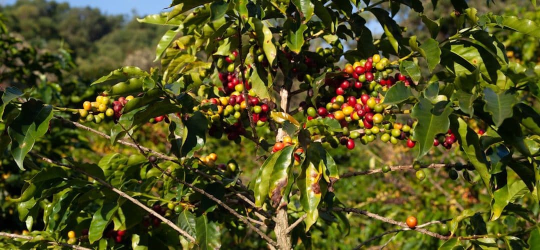 découvrez l'essence du terroir : une exploration des saveurs authentiques, des traditions artisaniques et des richesses naturelles qui façonnent nos régions. plongez dans l'univers des produits locaux et des pratiques durables qui célèbrent la diversité culturelle et gastronomique.