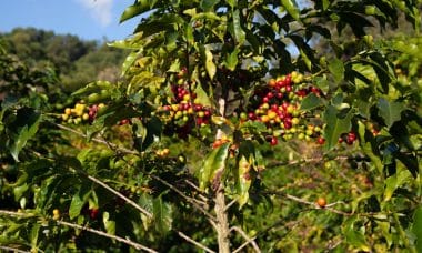 découvrez l'essence du terroir : une exploration des saveurs authentiques, des traditions artisaniques et des richesses naturelles qui façonnent nos régions. plongez dans l'univers des produits locaux et des pratiques durables qui célèbrent la diversité culturelle et gastronomique.