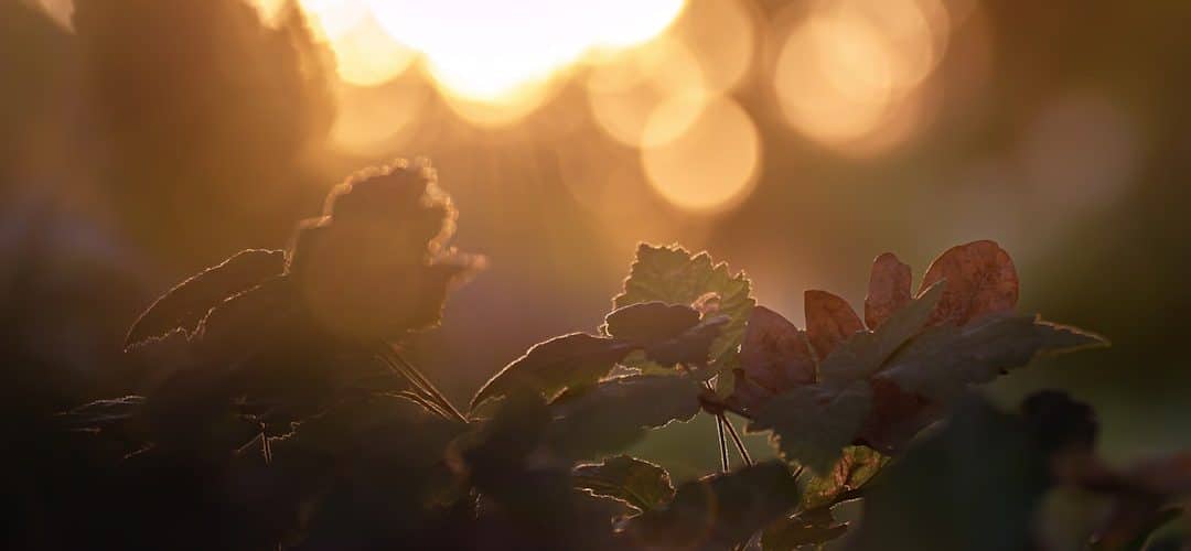 découvrez les merveilles des saisons à travers un voyage fascinant dans la nature. apprenez comment chaque saison transforme notre environnement, influence nos activités et enrichit notre vie quotidienne. explorez les caractéristiques uniques du printemps, de l'été, de l'automne et de l'hiver, et inspires-vous des changements qui rythment le passage du temps.