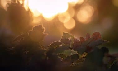 découvrez les merveilles des saisons à travers un voyage fascinant dans la nature. apprenez comment chaque saison transforme notre environnement, influence nos activités et enrichit notre vie quotidienne. explorez les caractéristiques uniques du printemps, de l'été, de l'automne et de l'hiver, et inspires-vous des changements qui rythment le passage du temps.