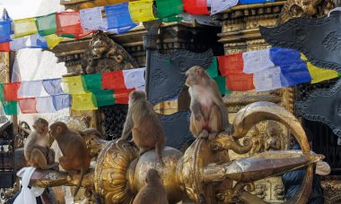 découvrez le rôle de l'unesco dans la préservation du patrimoine culturel et naturel mondial, la promotion de l'éducation, de la science et de la culture à travers des initiatives innovantes et des partenariats internationaux.